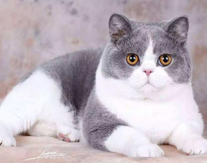 工具猫